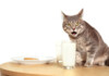 Is Feeding Cats with Milk Safe or Bad?