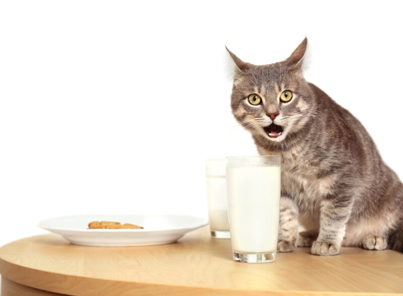 Is Feeding Cats With Milk Safe Or Bad Petsoid