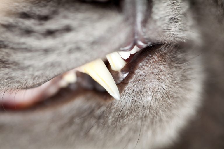 Why Do Cats Chatter Their Teeths? » Petsoid