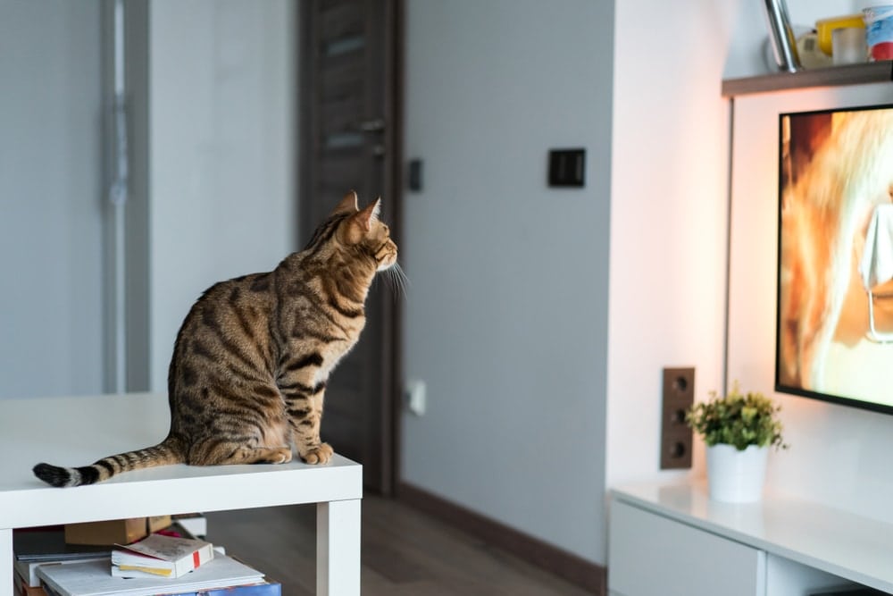 cat watch tv