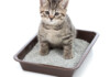 How to Teach Your Kitten to Use a Litterbox