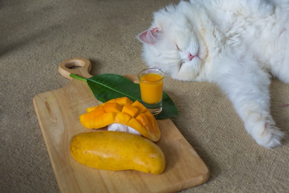 cat with mango