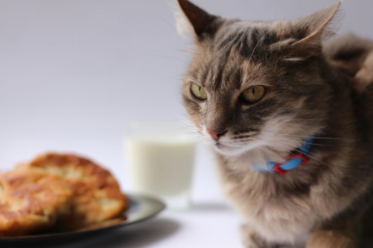 My Cat Won’t Eat 7 Reasons & information » Petsoid