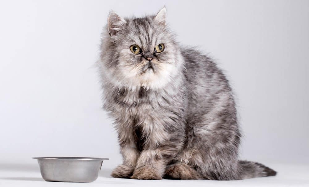 My Cat Won’t Eat 7 Reasons & information Petsoid