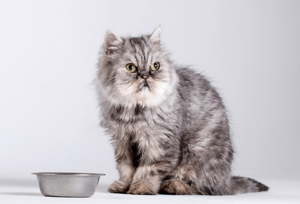 what-to-do-if-your-cat-doesn-t-want-to-eat-petsoid