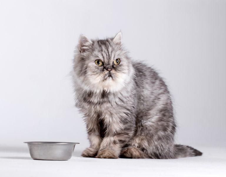 My Cat Won’t Eat 7 Reasons & information » Petsoid
