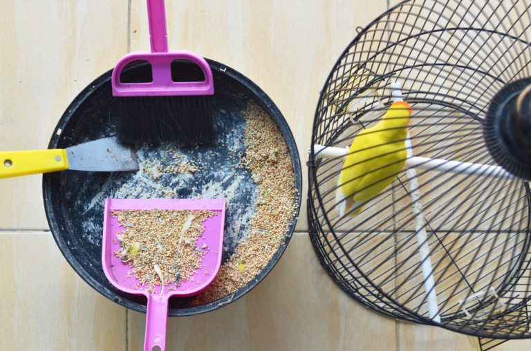 Cleaning your Birds Cage Tips » Petsoid