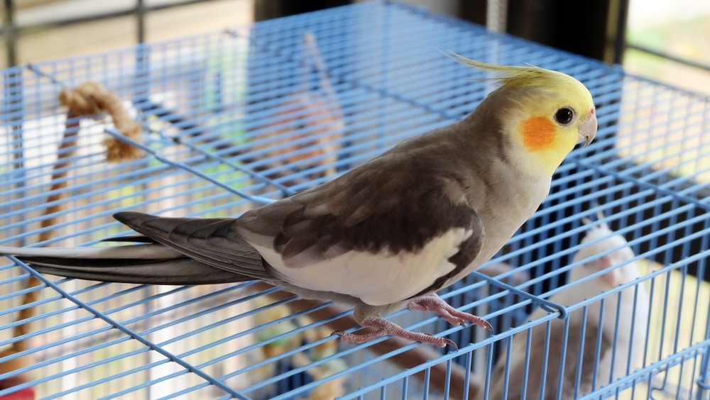 cockatiel 2