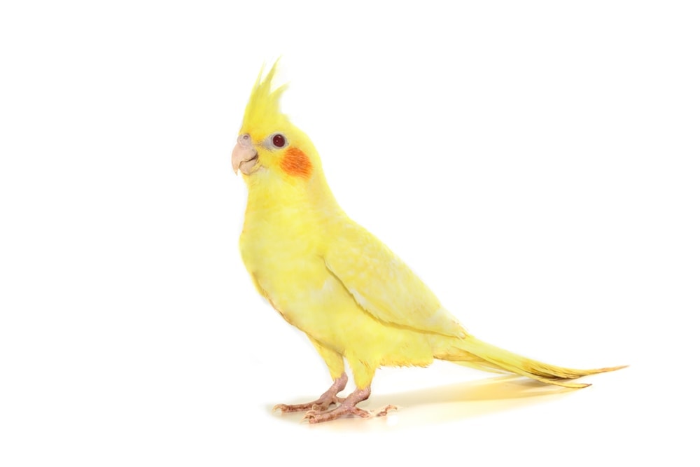 yellow cockatiel white background