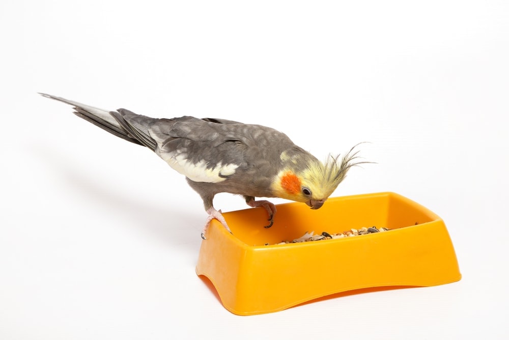 cockatiel eating