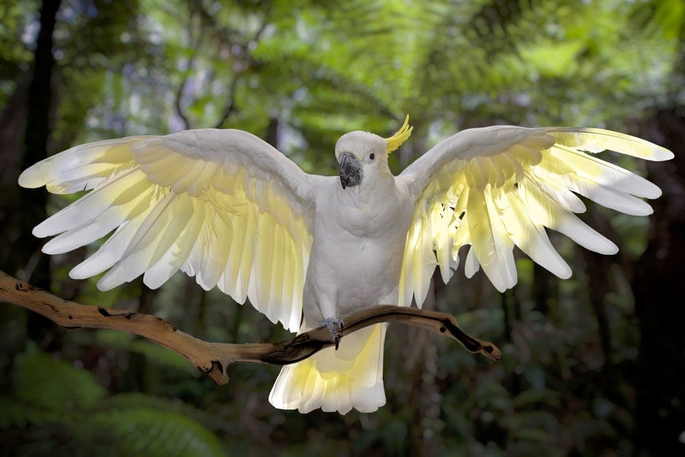 cockatoo lifespan pet