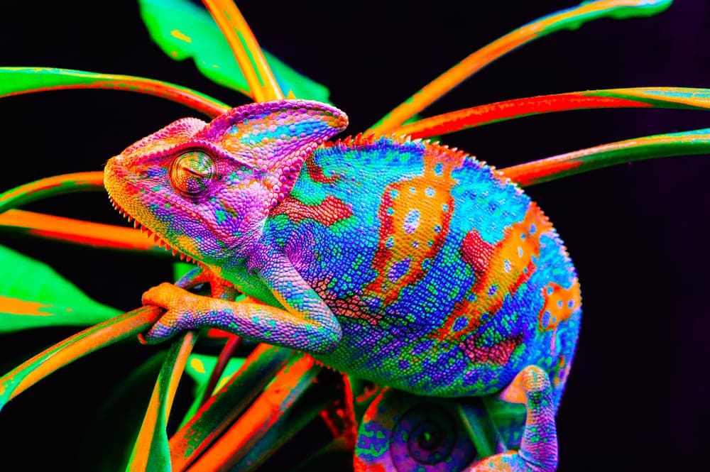 colorful Veiled Chameleon