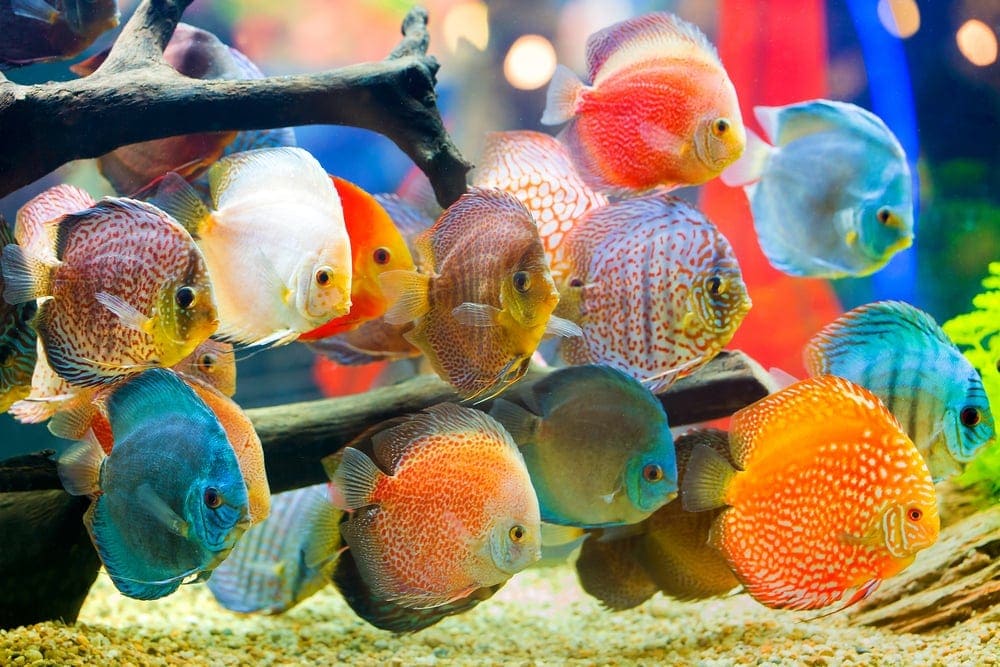 colorful freshwater aquarium