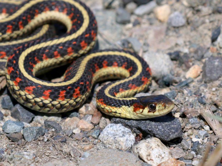 Garter Snake Care Guide & Info » Petsoid