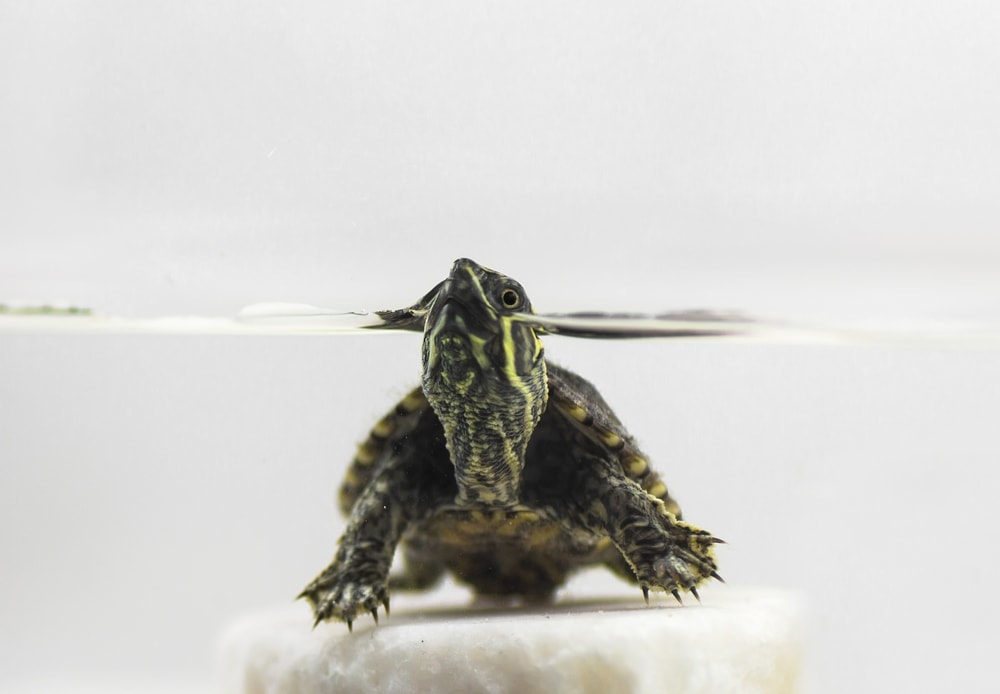 Common Musk Turtle Care Guide » Petsoid