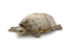Common Musk Turtle Care Guide