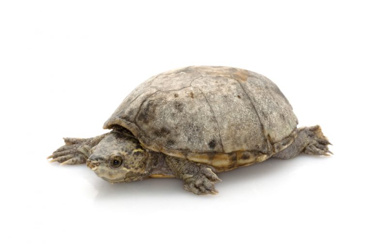 Common Musk Turtle Care Guide » Petsoid