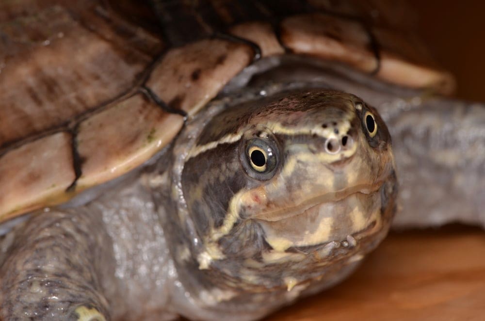 common musk turtle