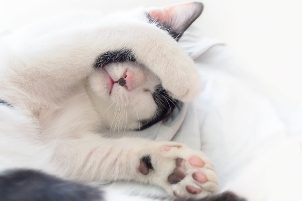 Why Do Cats Cover Their Face When Sleeping? » Petsoid