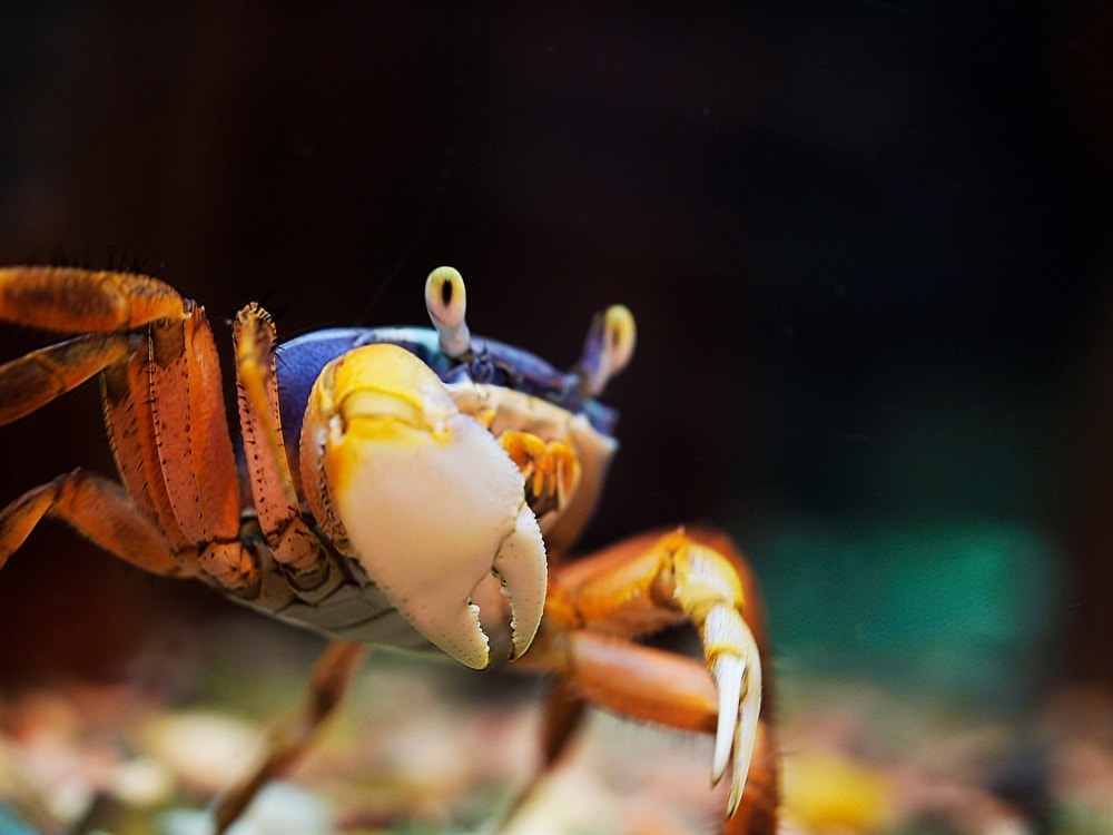 crab aquarium