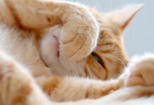 Reasons Why Your Cat have a Stuffy Nose