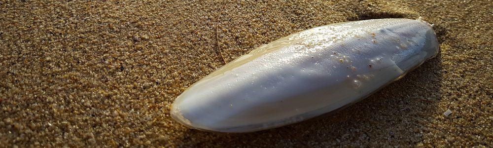 cuttle bone for birds