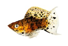 Molly Fish Care Guide - Types, Breeding & More