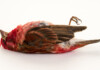 Foods Toxic To Pet Birds