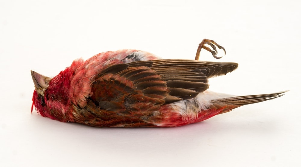 dead bird 1