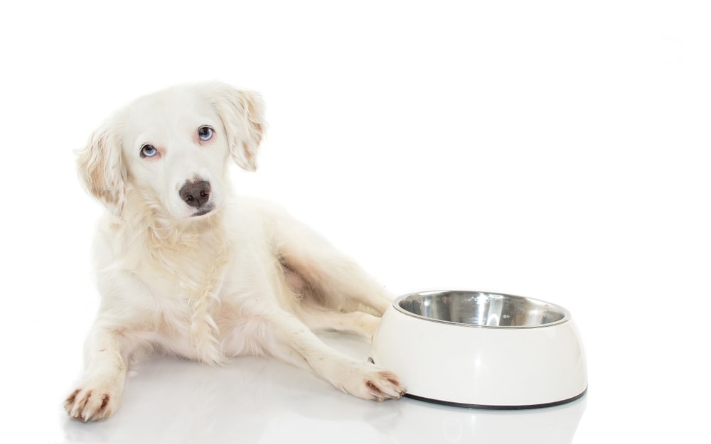 chien aux yeux bleus