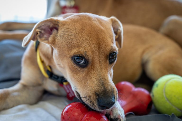 what-happens-if-a-dog-swallows-chewing-gum-petsoid