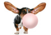What Happens if a Dog Swallows Chewing Gum?