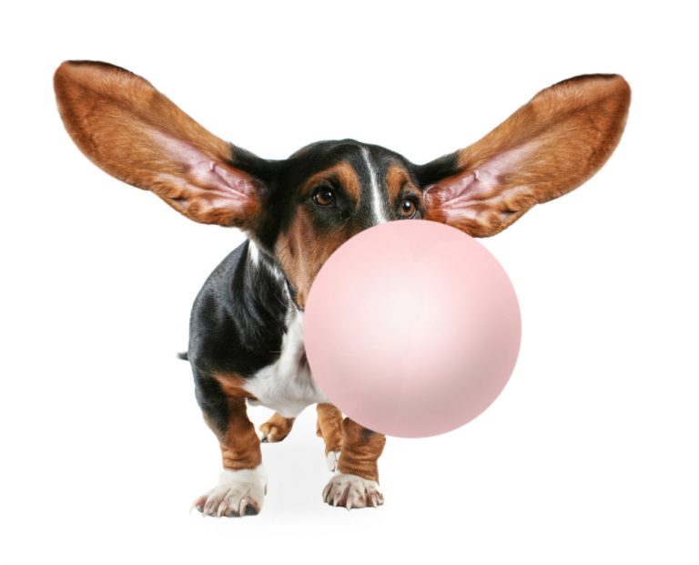 What Happens if a Dog Swallows Chewing Gum? » Petsoid