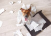 Why Does my Dog Eat Paper?