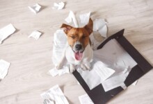 Why Does my Dog Eat Paper?