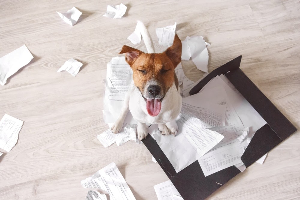 dog eat paper