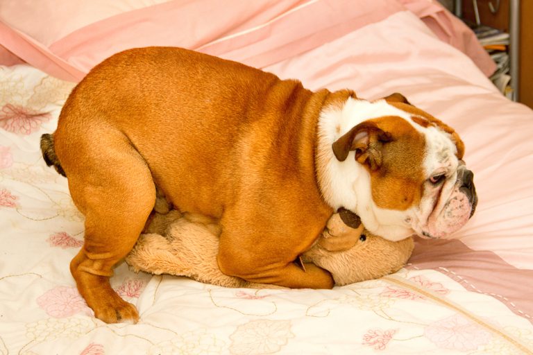 my dog humps a stuffed animal