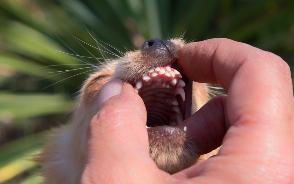 what-happens-if-a-dog-swallows-chewing-gum-petsoid