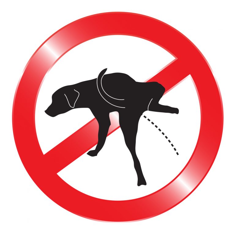 Why Does my Dog Pee on People’s Legs? » Petsoid