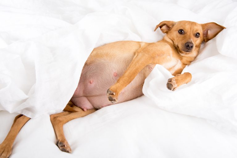 Can Dogs get Pregnant the First Time They Mate? » Petsoid