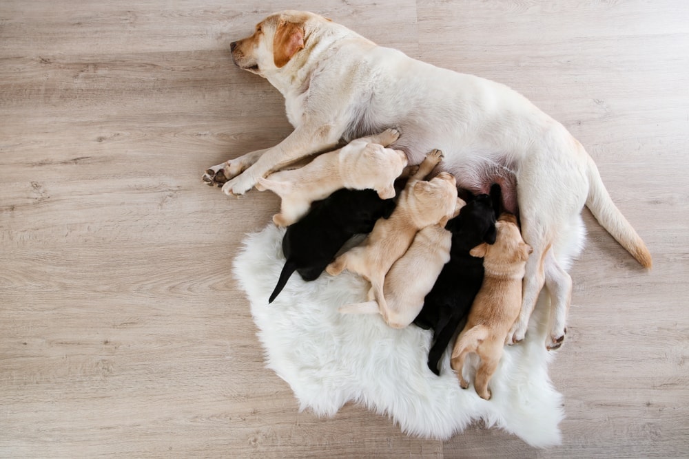 dog puppies