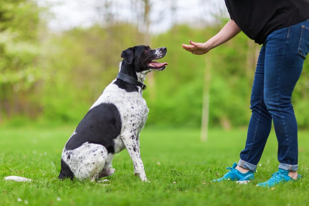 dog training