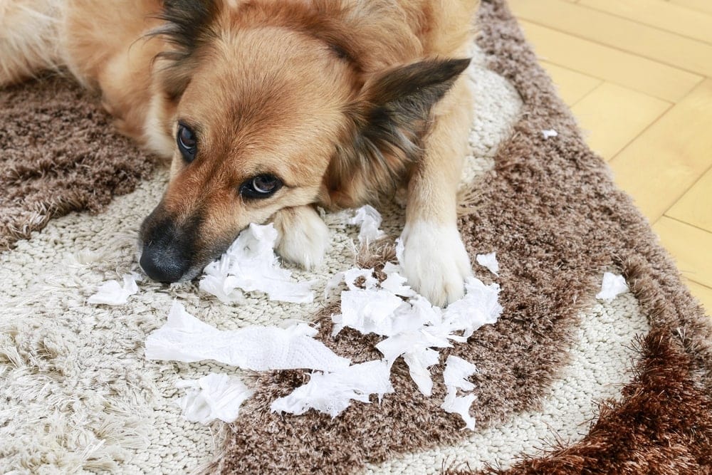 Why Does my Dog Eat Paper? » Petsoid