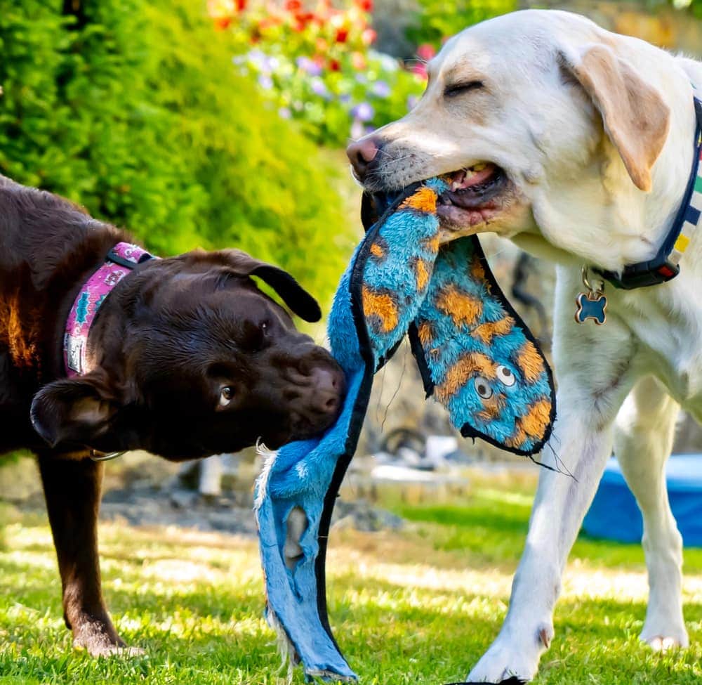 dogs playing