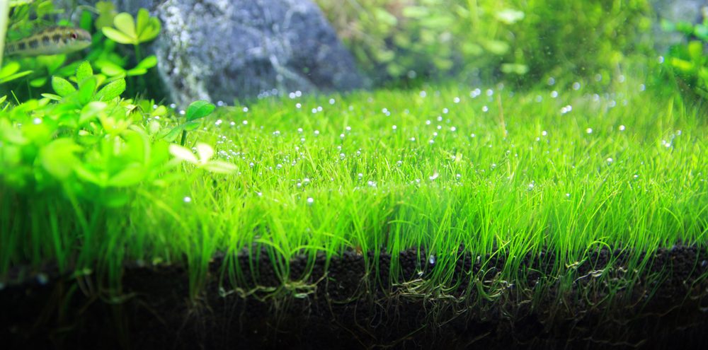 How to Grow Dwarf Hair Grass - Petsoid