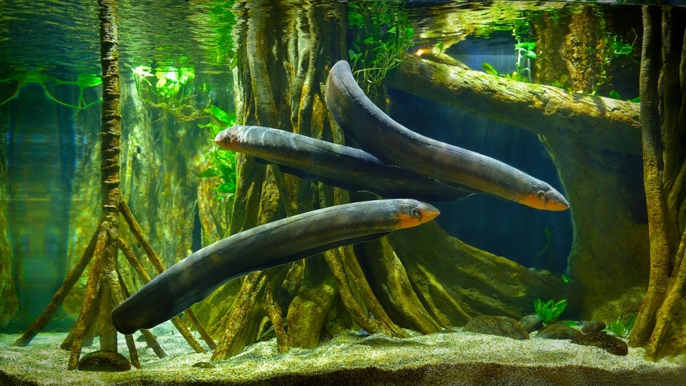 eel in aquarium