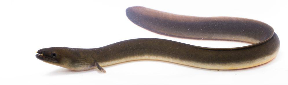 Freshwater Aquarium Eels Species - Types & Guide » Petsoid