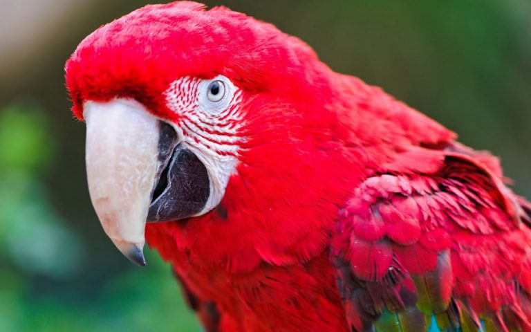 Most Colorful Parrot Species » Petsoid