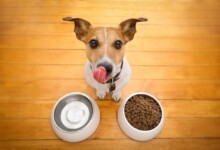 What to Feed a Dog With No Teeth?