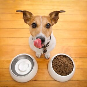 My Dog Ate Raw Chicken - What should I do? » Petsoid